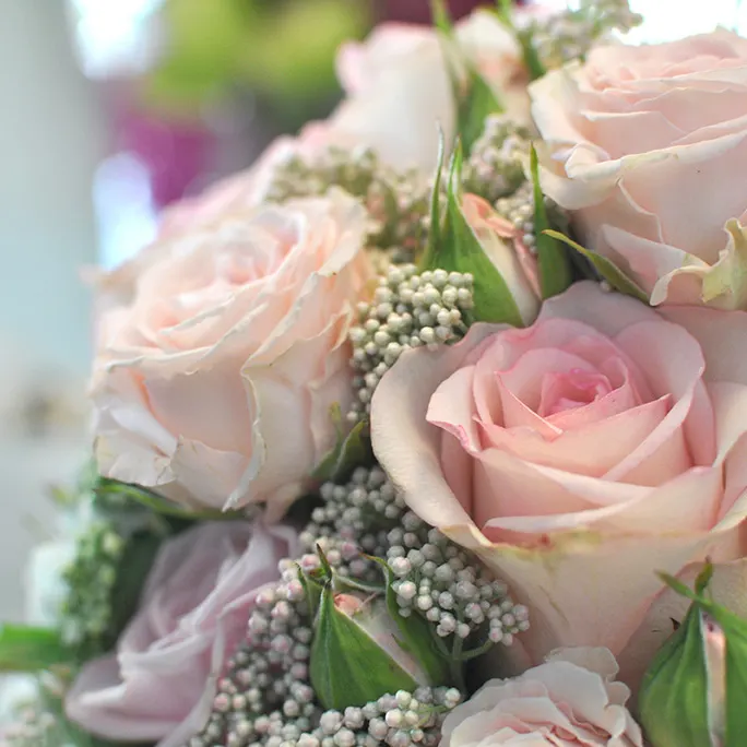 Zartrosa Rosen mit Schleierkraut in einem gebundenen Strauß